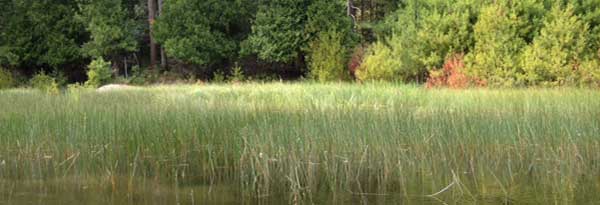 Canada's Smallest National Park Looks to Eradicate Invasive Phragmites ...