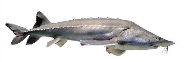 photo of Sturgeon fish