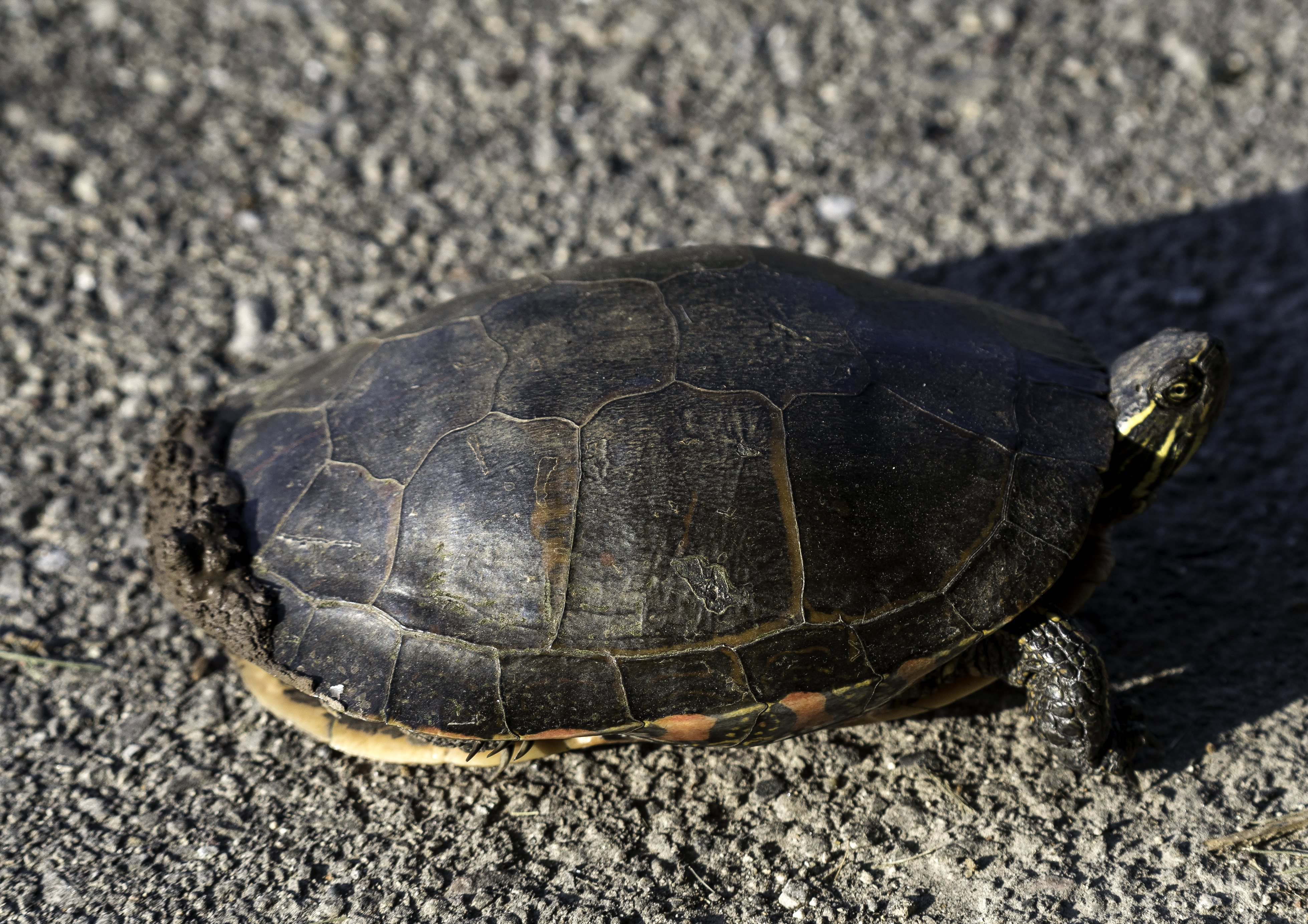 Help a Turtle Cross the Road