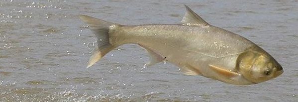Progress for the Brandon Road Invasive Carp Barrier Project
