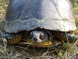 Confrontation Between Protection of Blanding’s Turtles and a Proposed Gravel Pit Development