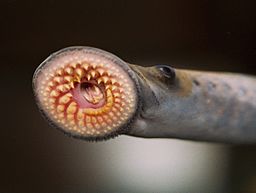 Sea Lampreys in Lake Huron - They Just Won’t Go Away!