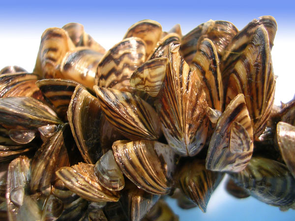 Trying to Reduce Quagga Mussel Mayhem in the Great Lakes