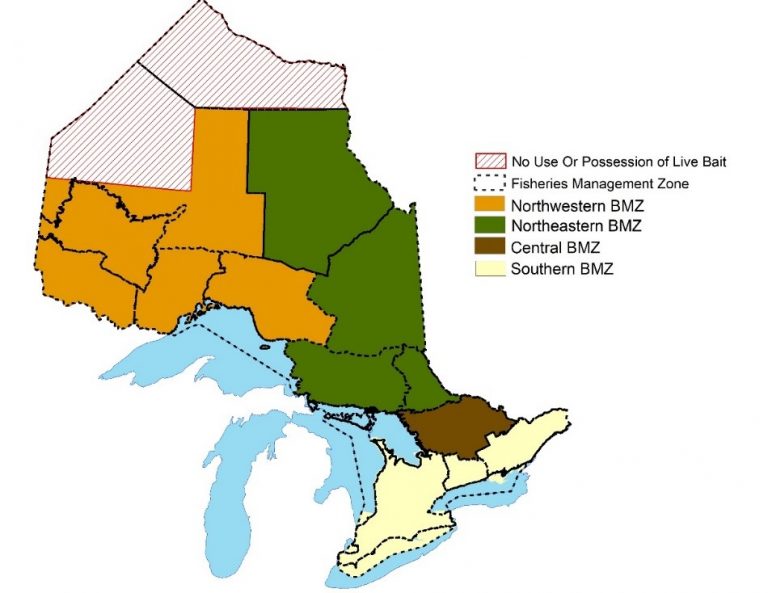 New Rules for Live Bait in Ontario | GBA