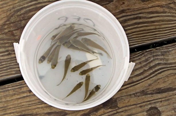 New Rules for Live Bait in Ontario