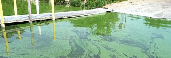 Steadily Warming Waters Will Increase the Risk of Blue Green Algae Outbreaks
