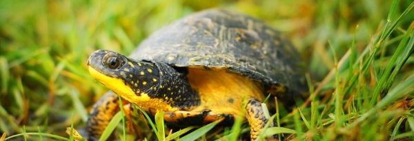 Ontario Announces New Funding to Protect Species at Risk