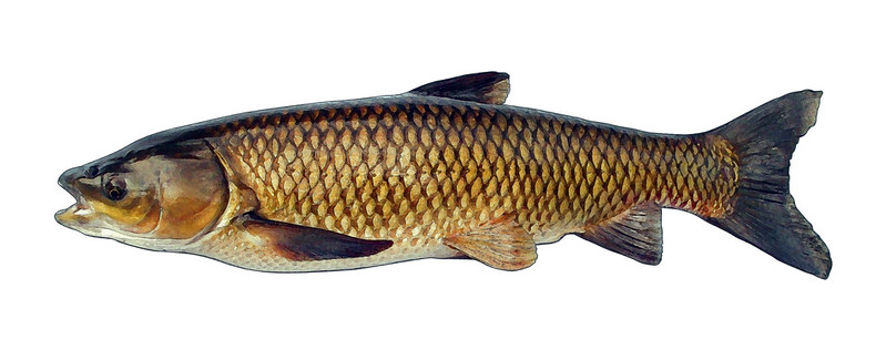 Asian Carp