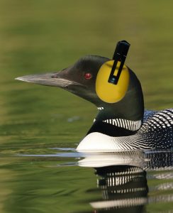 Noisy Guardians of the Water Ways - intoBirds