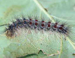 The Gypsy Moth is Poised for Another Big Year