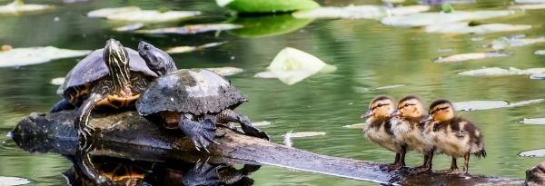 Ontario's Bill 5 is a Threat to Species and the Environment