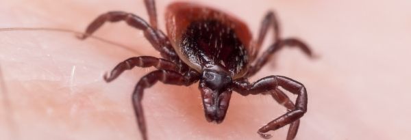 Anglers are Vulnerable to Tick Bites | GBA