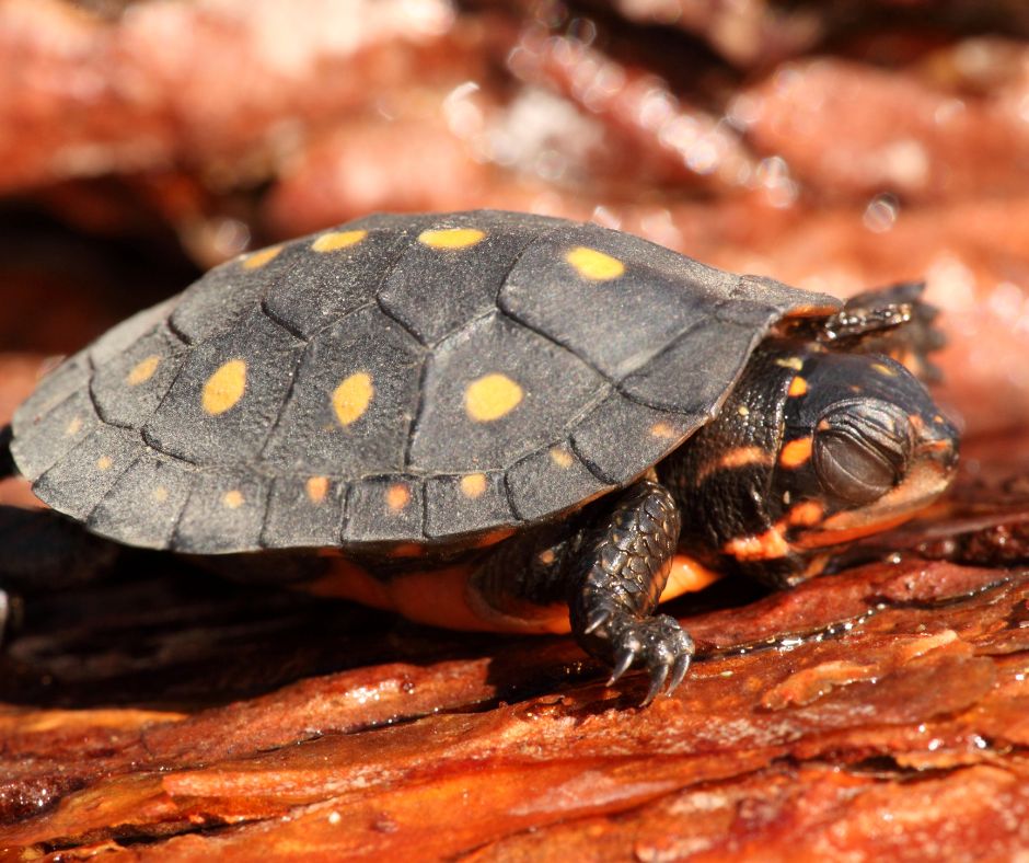 Georgian Bay Biosphere has Rescued Close to 5,000 At-risk Turtle Eggs | GBA