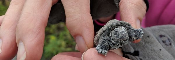 Georgian Bay Biosphere Releases 300 Turtles in Shebeshekong River