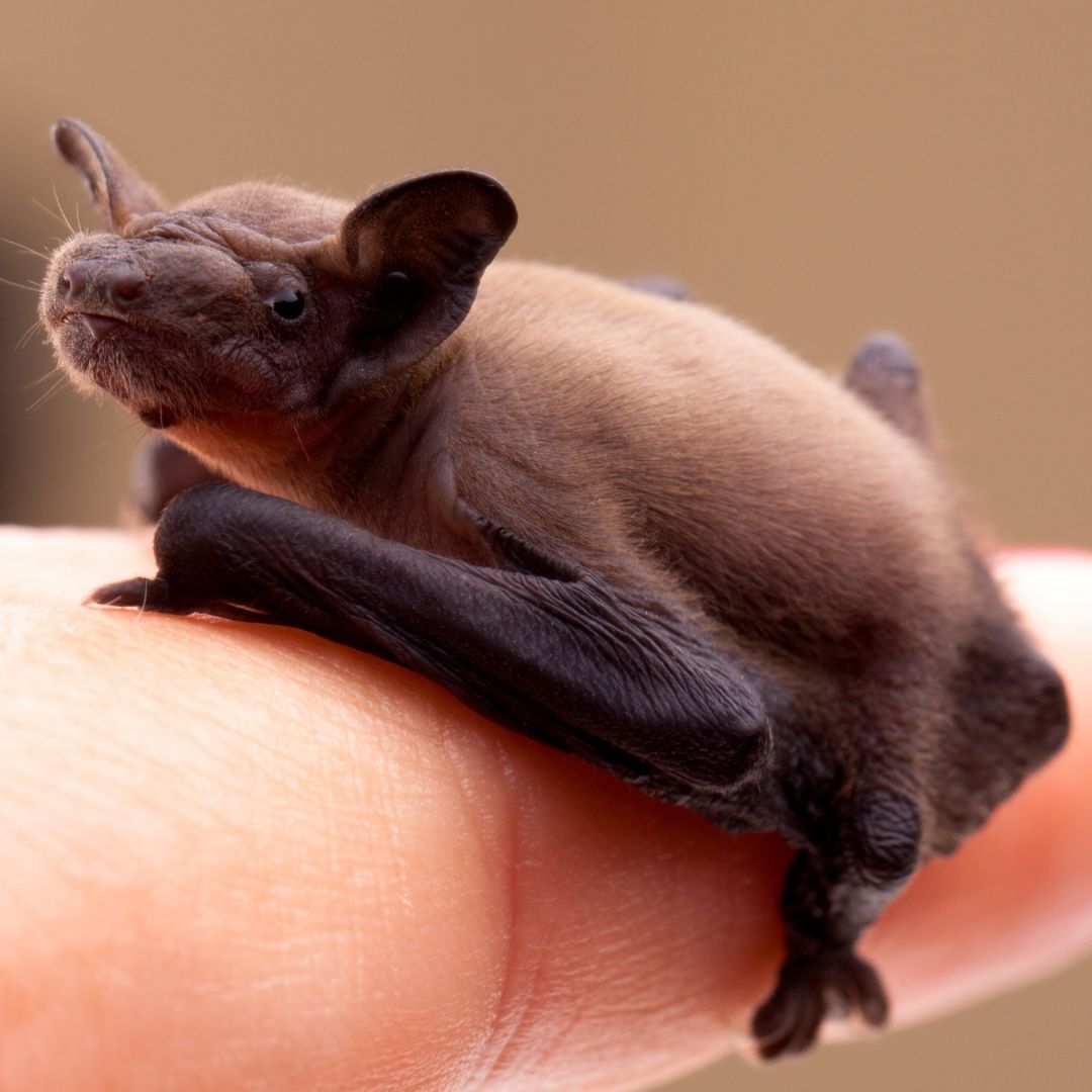 The Heroes in Your Eaves: Understanding the Invisible Mammals of the Bay