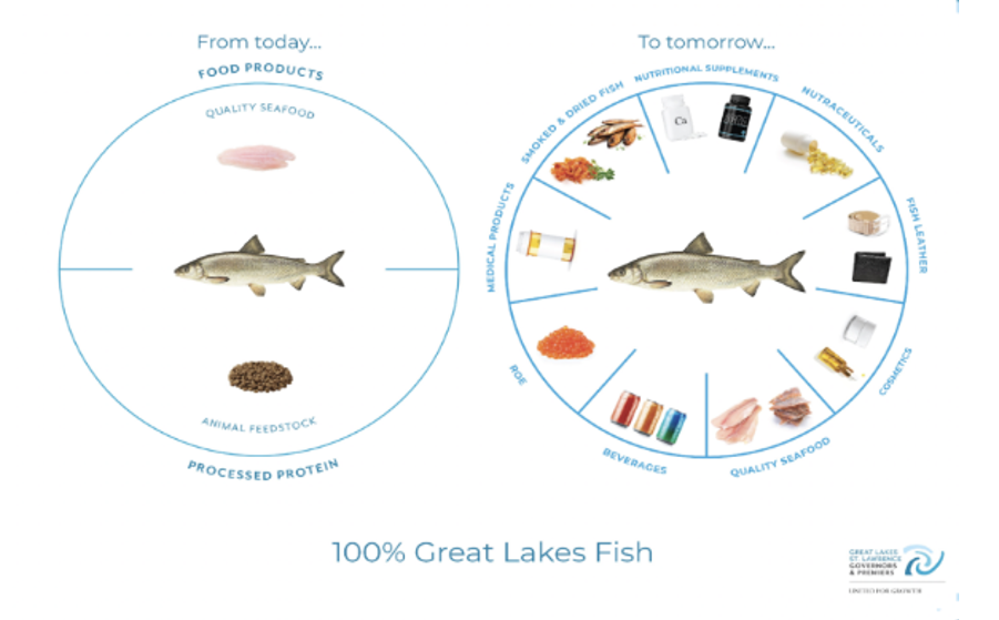Using All the Fish: a Campaign to Reduce Waste