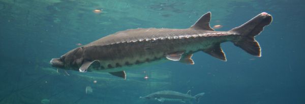 A University of Windsor Project Aims to Bolster Sturgeon Populations