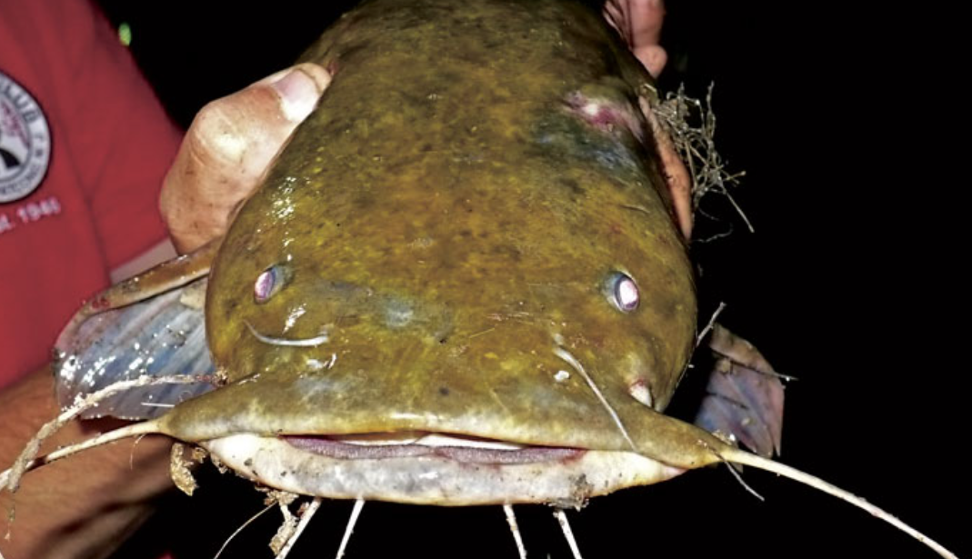 Evidence Flathead Catfish Have Moved Into Ontario Waters