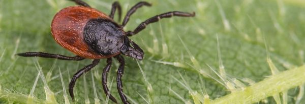 Protect Yourself From Tick Bites This Summer