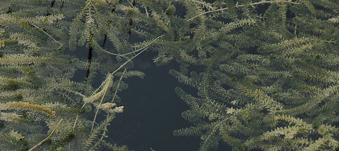 Invasive plant Hydrilla found in Ontario at Hillman Marsh