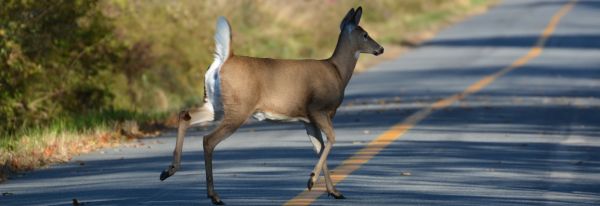 OPP Warns of Increased Wildlife-Related Collisions from October-December