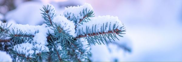 Why Winter Pruning is Your Secret Weapon for Wildfire Resilience