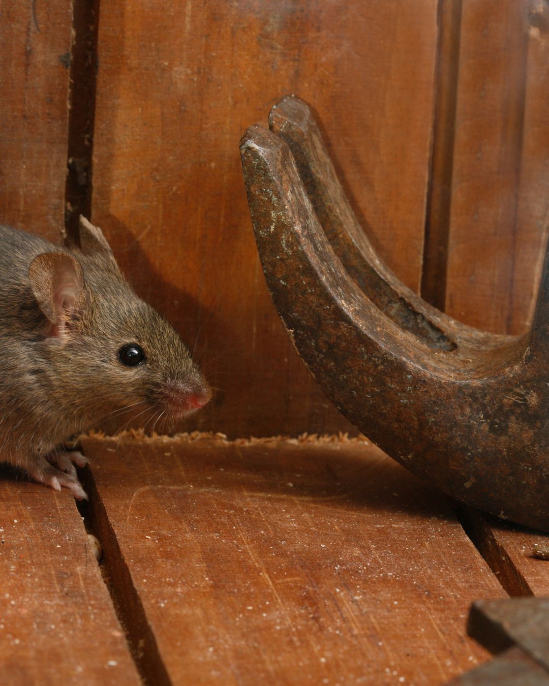 The Cottage Opener's Guide to Safe Wildlife Waste Cleanup