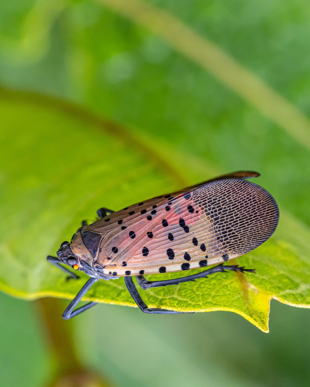 Not in Our Bay! The New Invasive Species to Watch For This Summer