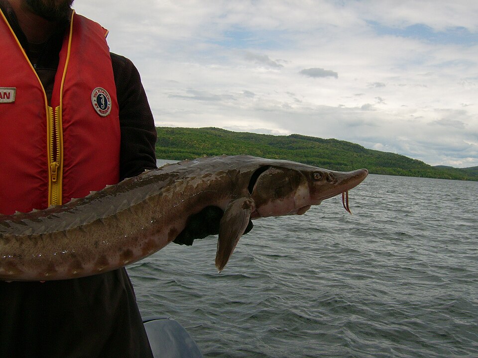New Models Suggest Great Lakes Sturgeon May Live Up to 400 Years